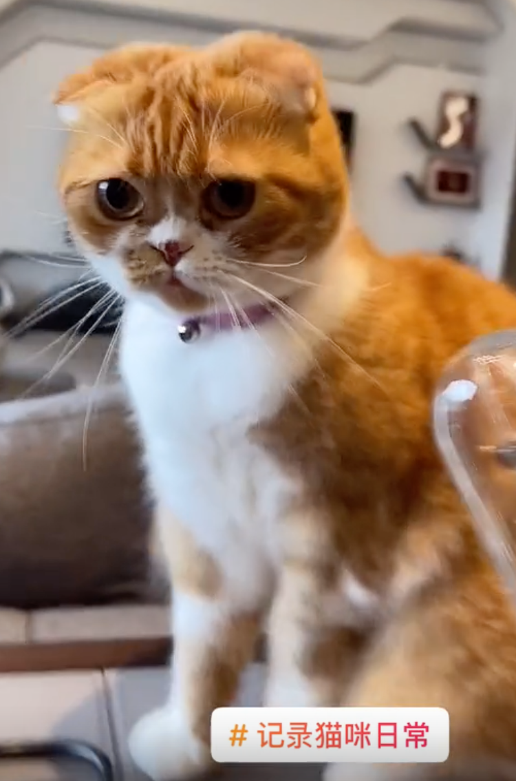 林志颖儿子豪宅游泳！12岁kimi身材高大四肢壮，全身黝黑脚底超白