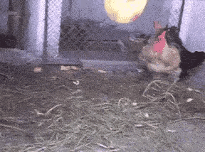 我妈让我把鱼解冻，结果打游戏没注意煮熟了怎么办？