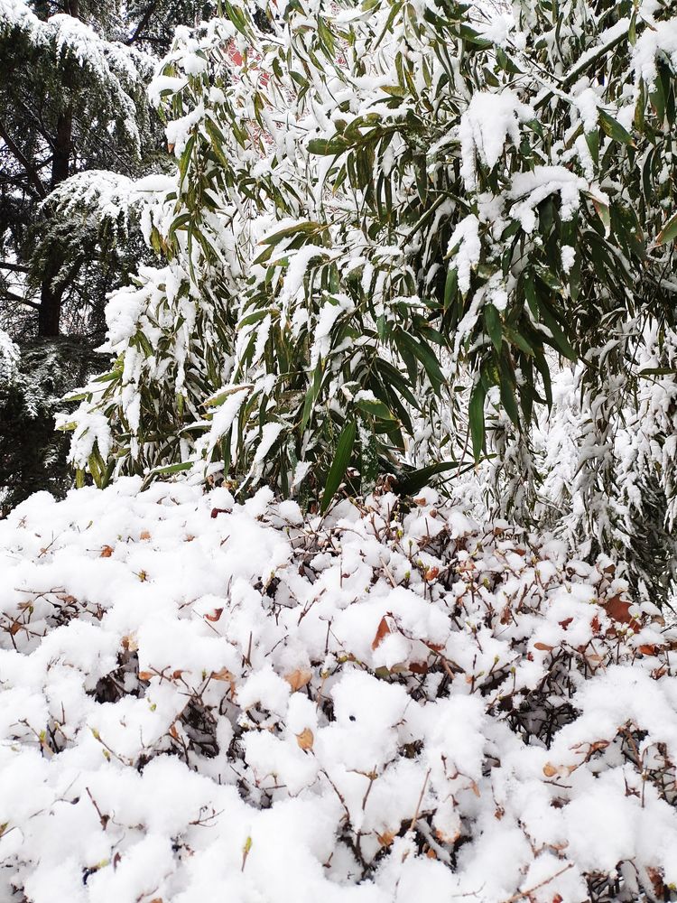 一场雪，让这里的春天真美 摄影/诗文：李武兵