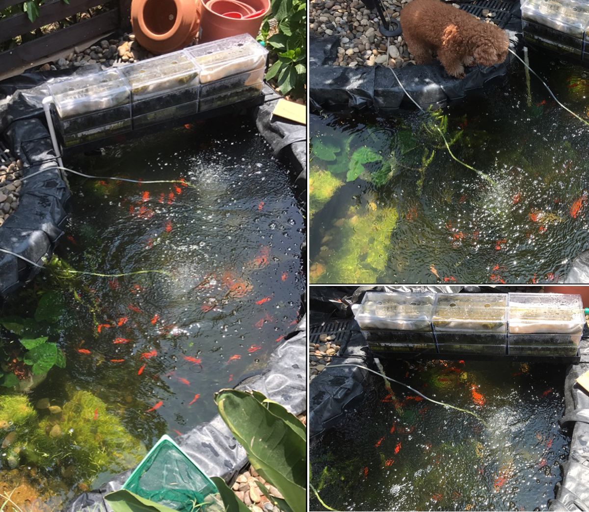 鱼池过滤系统的简单方法和做法