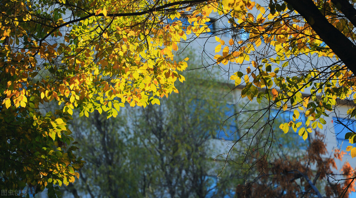 中外合作办学的学校（这5所高校受名校对口支援）