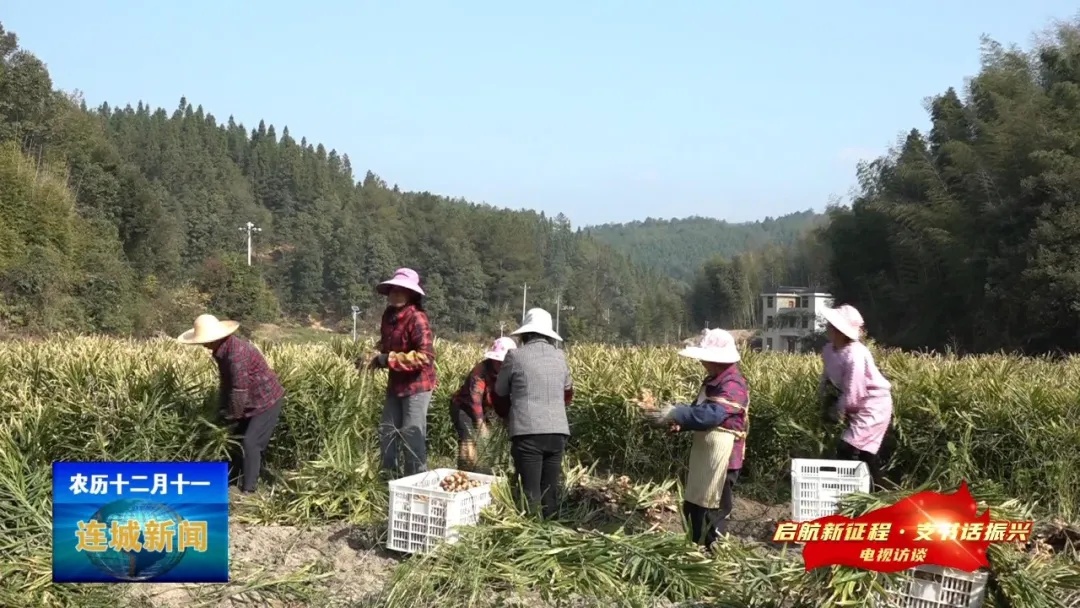「啟航新征程?支書話振興」大洋地村：村美民富產業興 鄉村振興入畫來