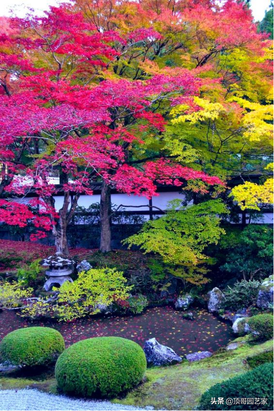 紫叶李简介（盘点15种适合庭院的彩叶植物）