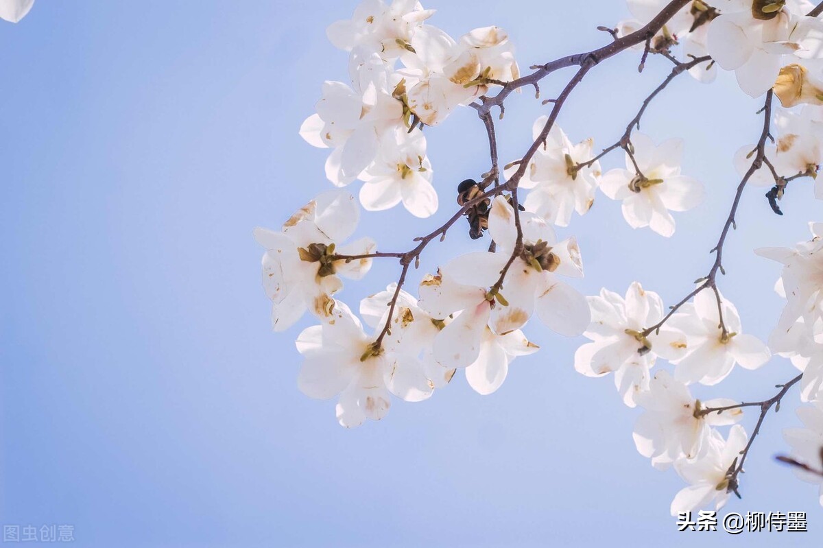 摄影新手学点“高级”的，把普通花朵拍摄出诗意美，照片更有意境
