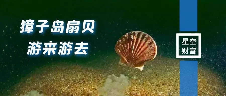 獐子岛扇贝，世界上智商最高的扇贝