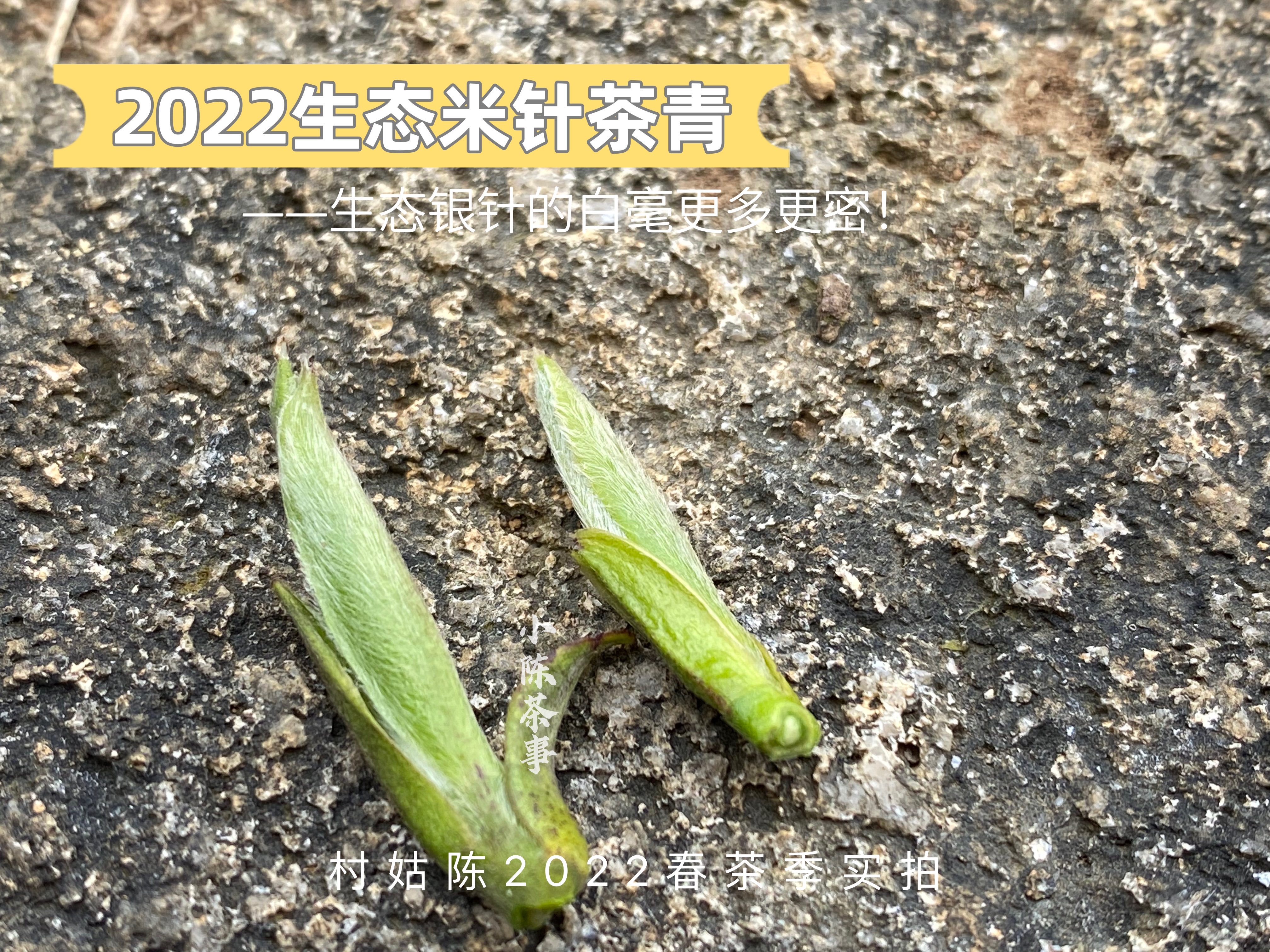 新手买绿茶、白茶、红茶，避开这3点，能远离大半买假茶风险