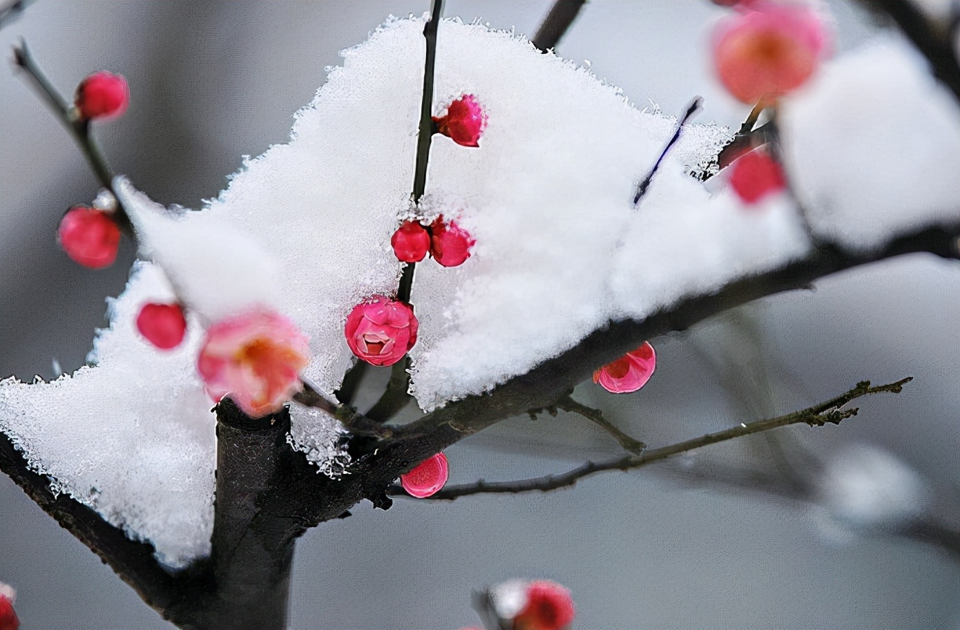 冰雪林中著此身，不同桃李混芳尘——梅花风骨，一枝独开天下春