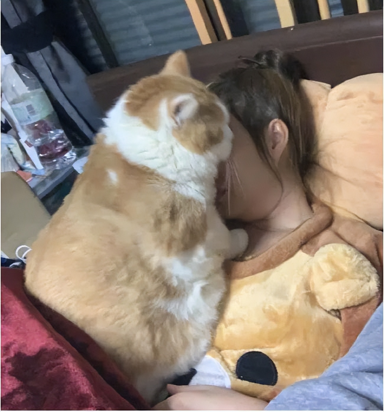 主人跳动的心跳,对于猫咪来说,是有趣的,就像是流动着的水,飞舞着的