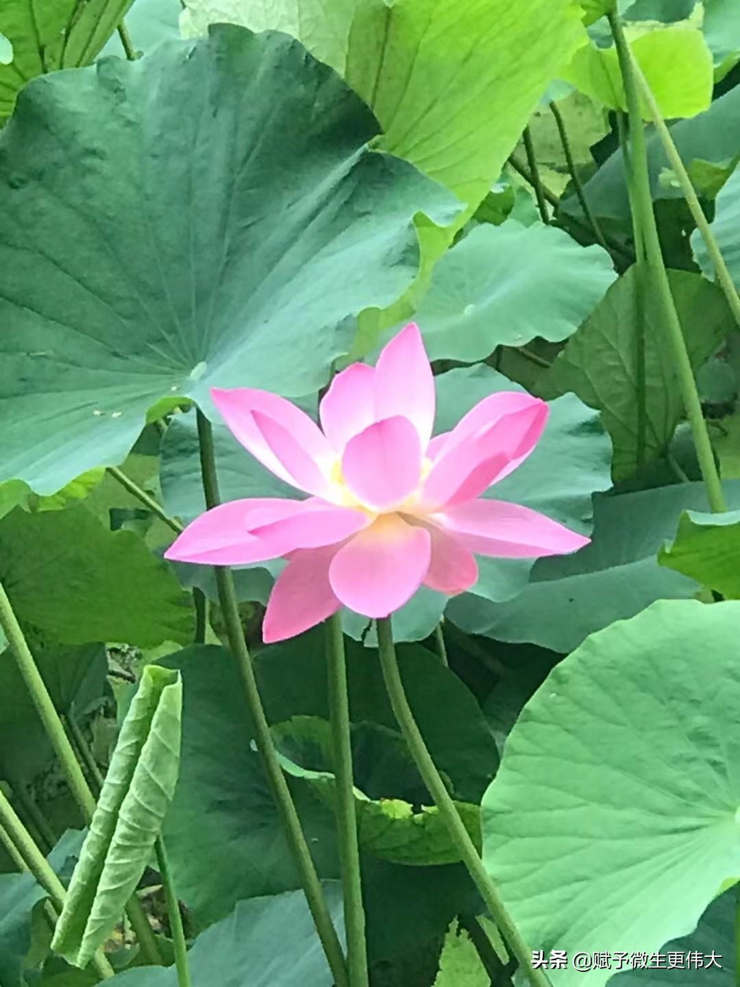 尽情说——平正章明花家地