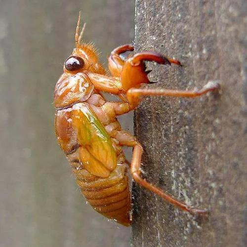 蝉的一生，对我们有什么启发