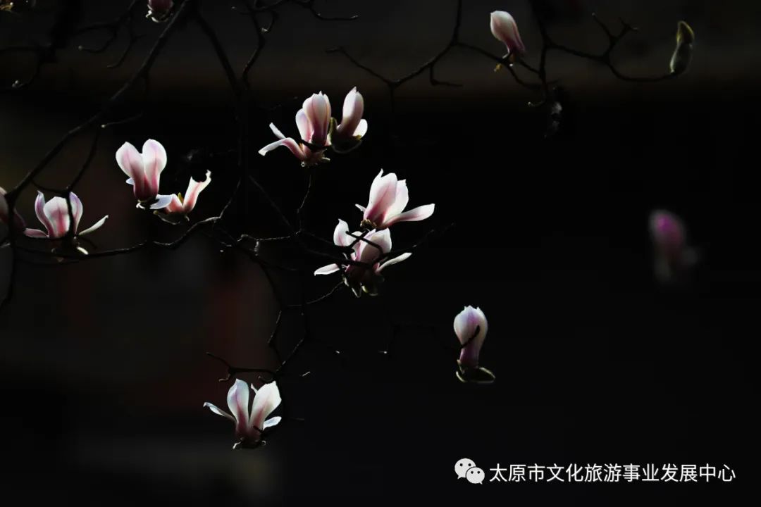 线上展览|“山河春意 锦绣太原——花的世界”主题摄影线上图片展（七）