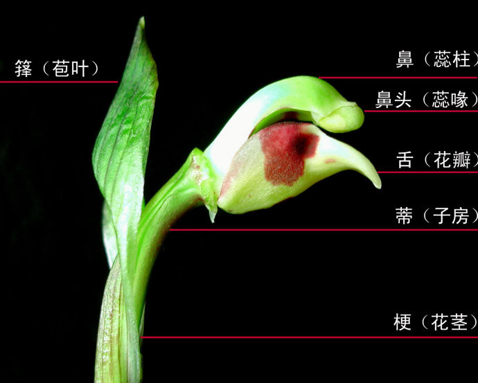 图片来源网络图片来源网络图片来源网络图片来源网络兰花的花朵又有梅