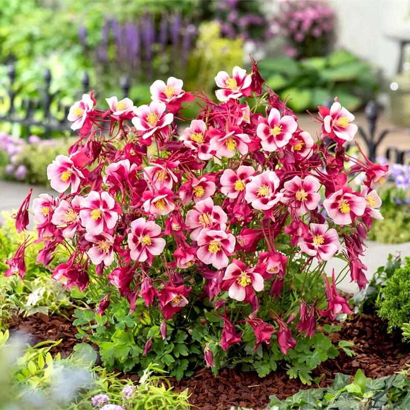 花朵美图｜温柔甜美的初吻、大丽花、耧斗菜花朵合集160张