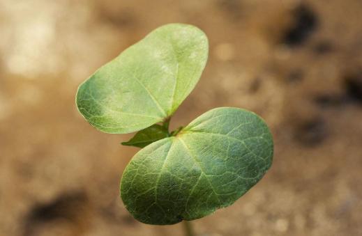 生长在新疆的那一株棉花(绝美的棉花,唯美的散文)