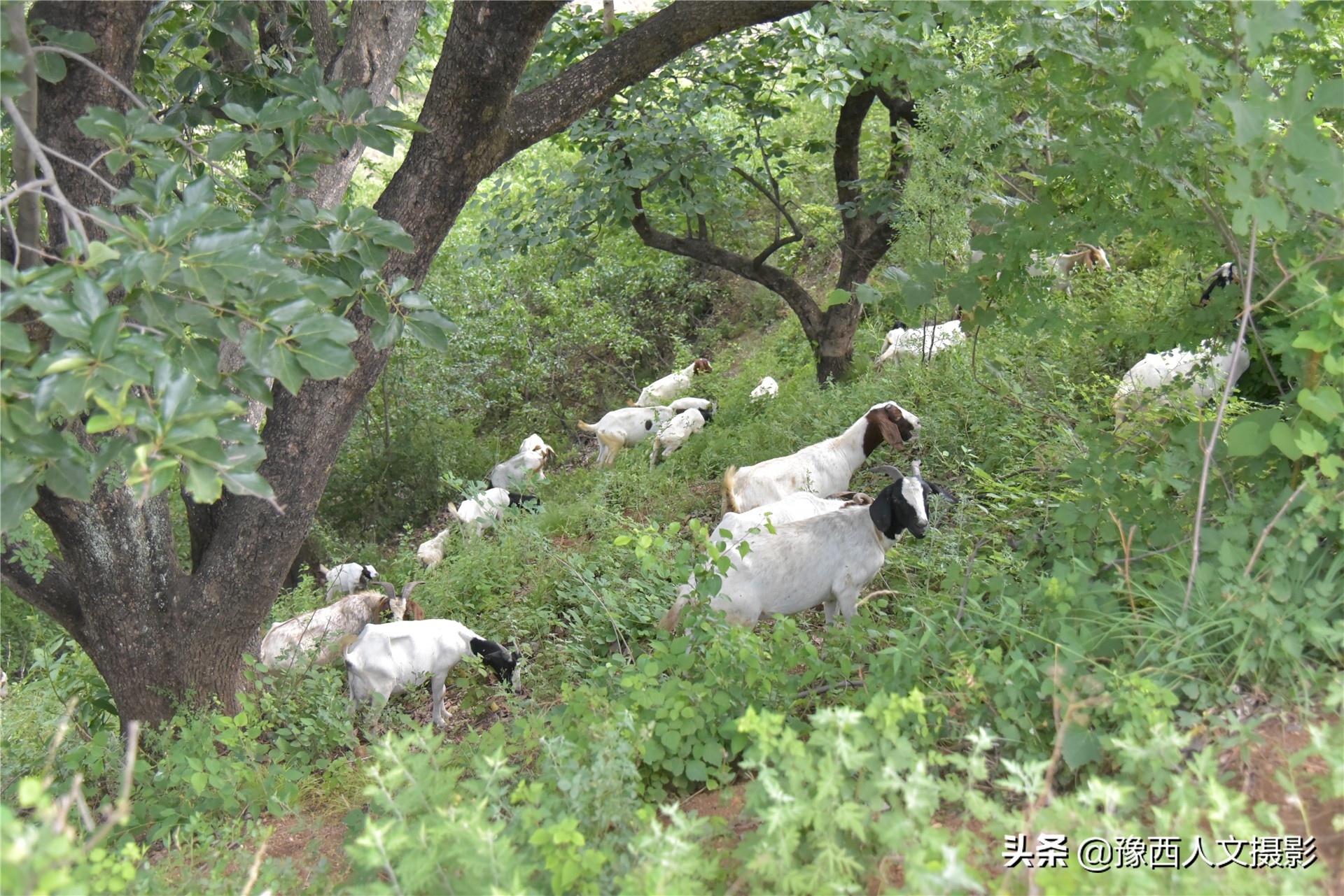 一家4口独享整座大山，养3头牛80只羊种7亩多地，整年不下山