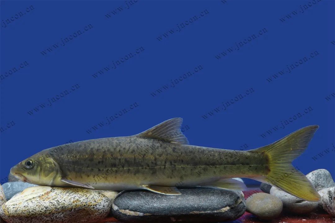 云南土著鱼类,吃过三种算你狠