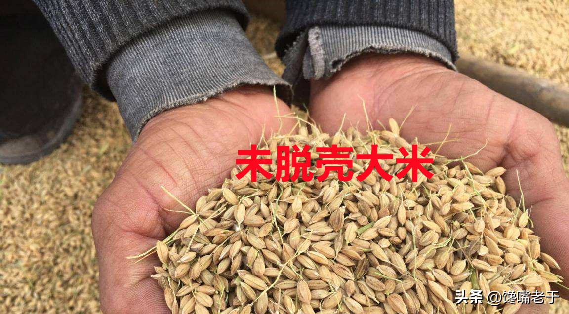 今天才知道，分辨“陈米”和“新米”只需这4招，建议收藏备用