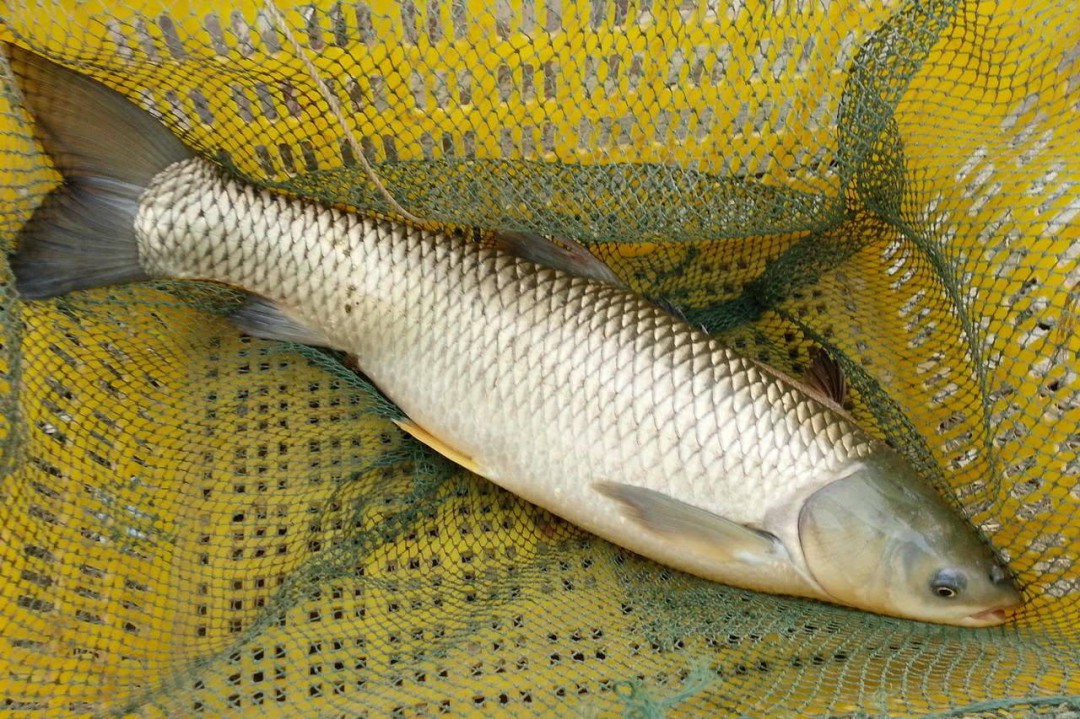 长江再现神秘物种——鳤，十年禁捕：若不保护，将无鱼可吃