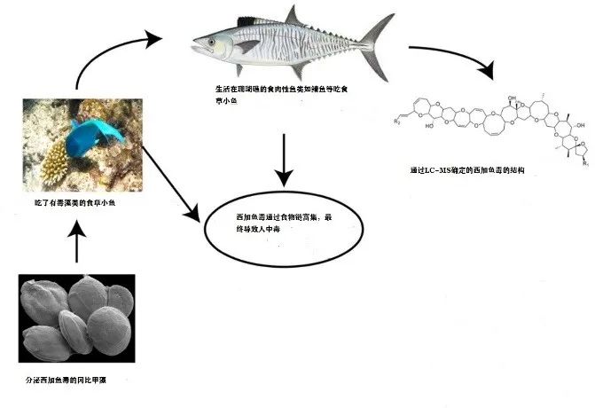 吃海鲜食物中毒（吃海鲜中毒了怎么办） 3