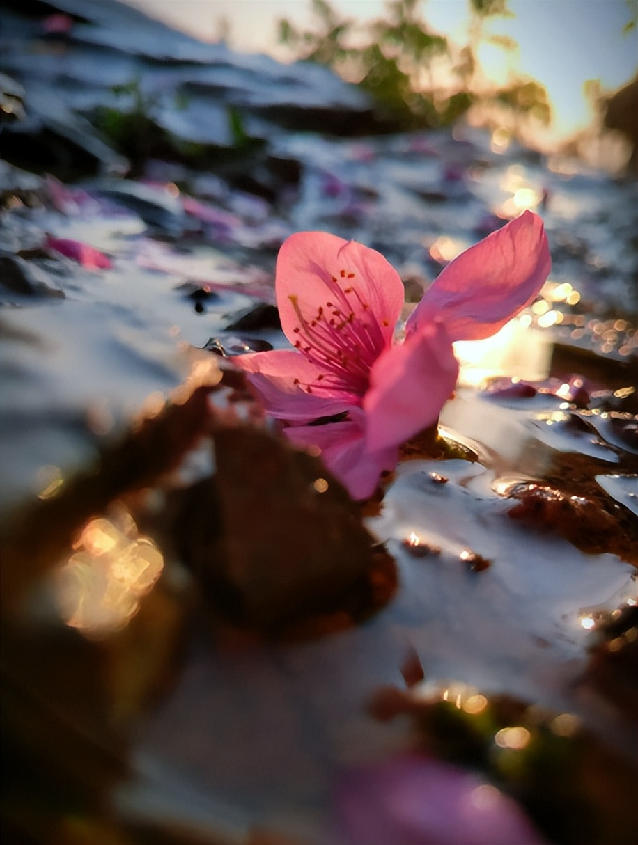 又是花开花落时,在古诗词里静赏花开花落,坐看云卷云舒