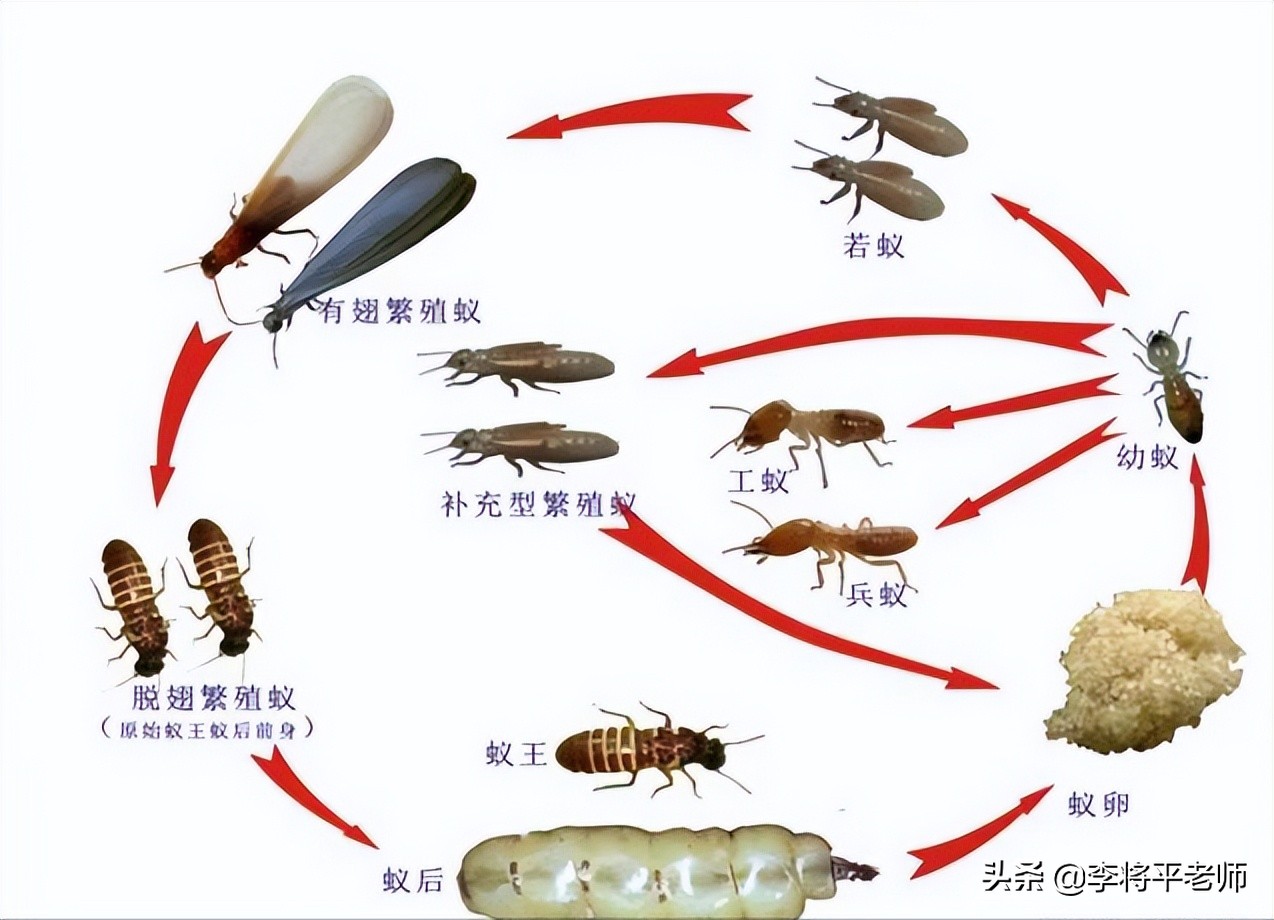 刘�u宏边直播边打白蚁，为何上海白蚁先一步复工复产，能灭绝吗？