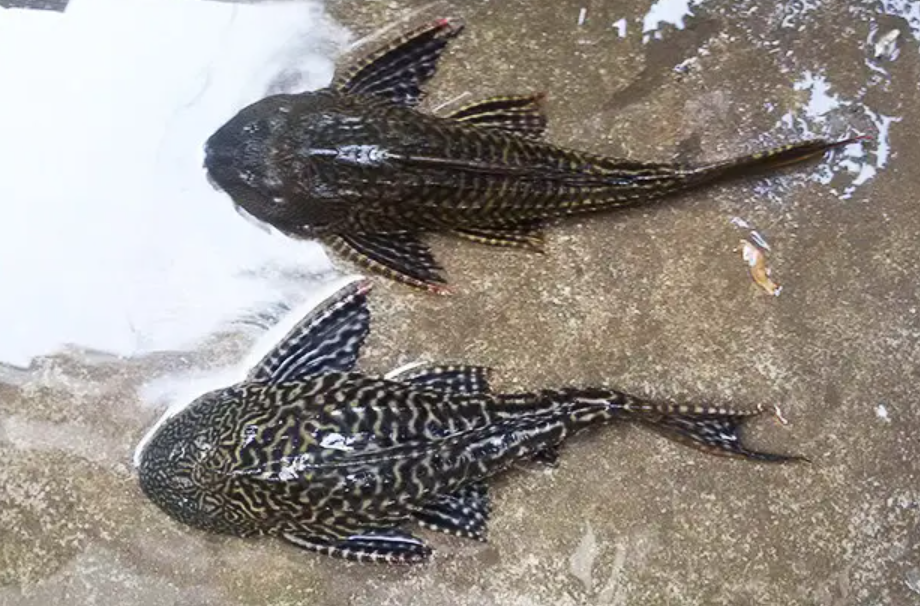 清道夫什么意思日益泛滥的清道夫鱼可能被我们在未来吃成濒危物种吗