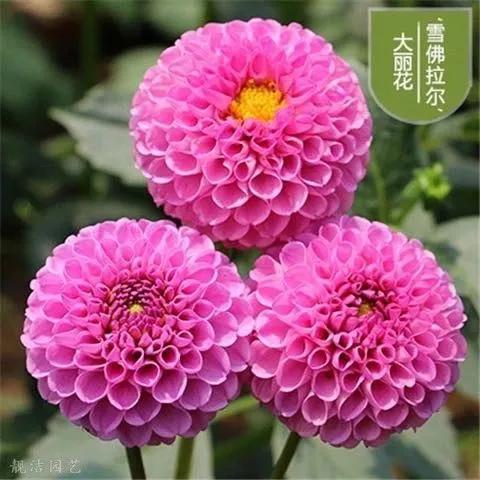 花朵美图｜温柔甜美的初吻、大丽花、耧斗菜花朵合集160张