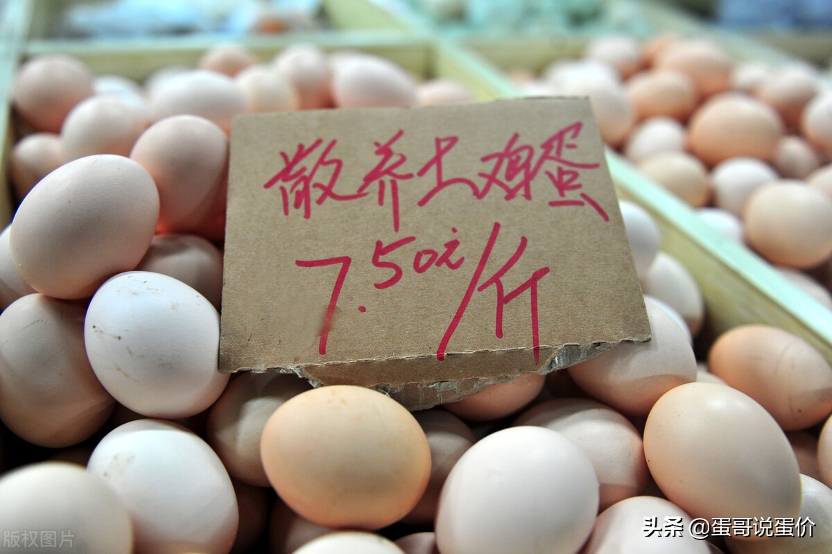 明日（12月25）蛋价预测