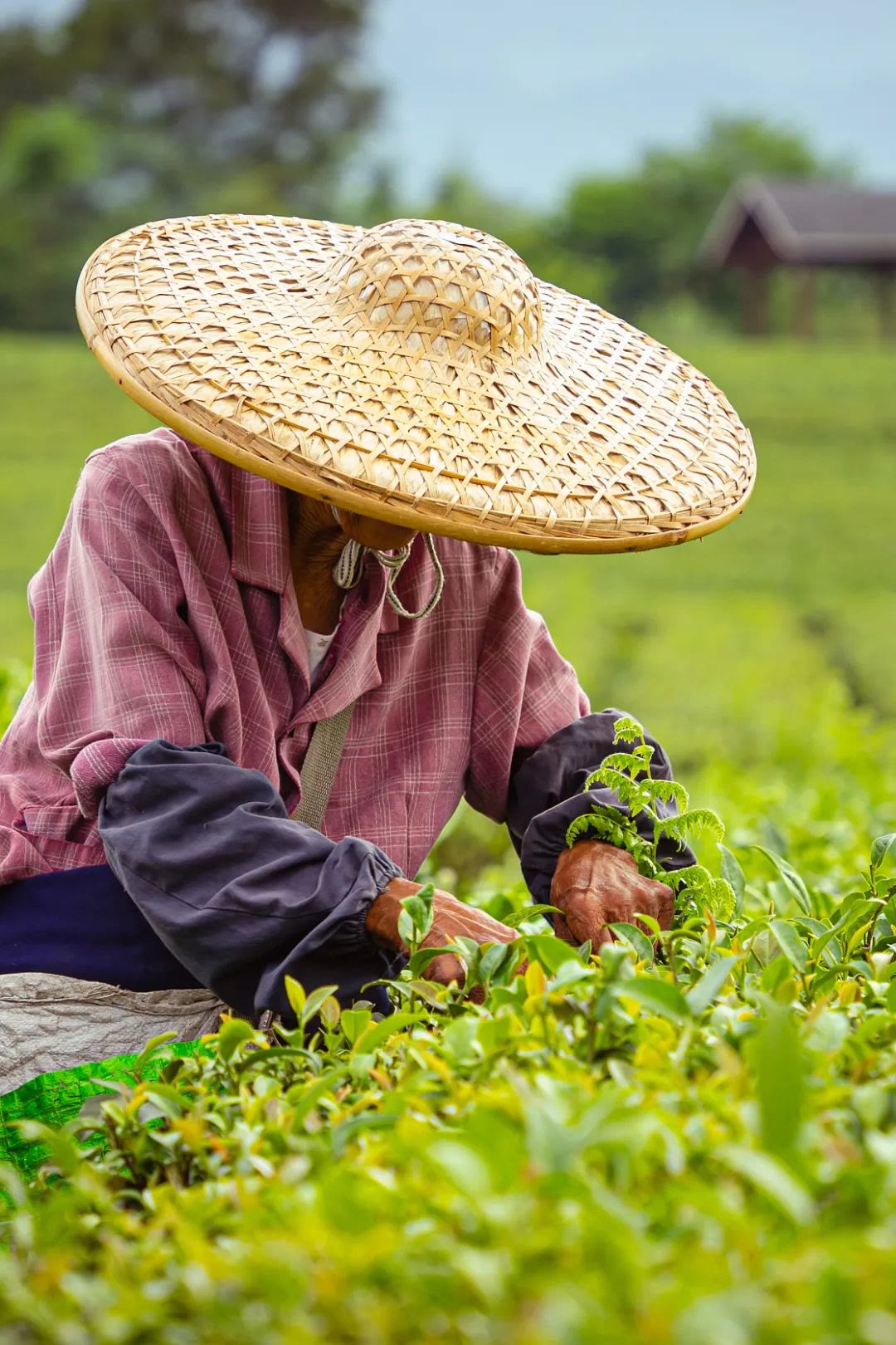 快40000元一斤的“明前茶”，到底贵在哪儿？