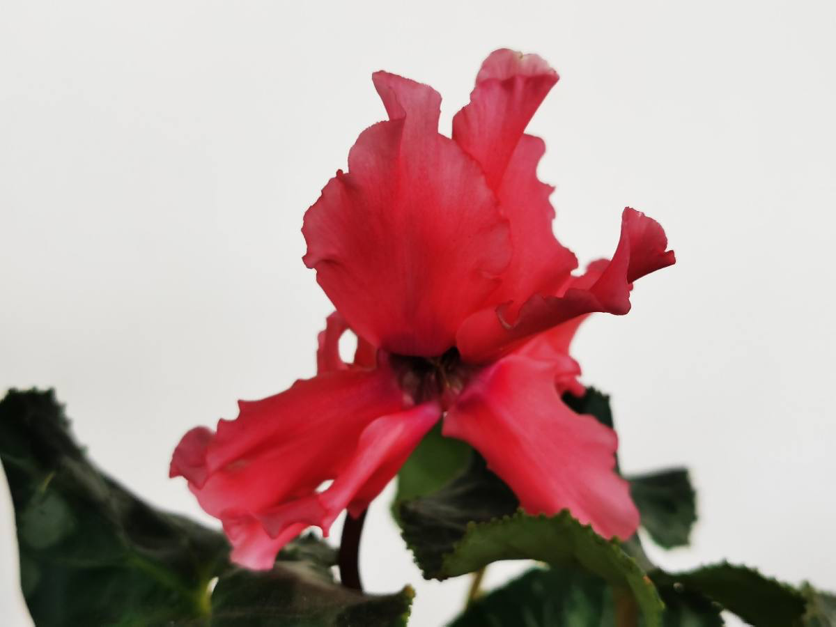 花的種植,花的種植方法和過程