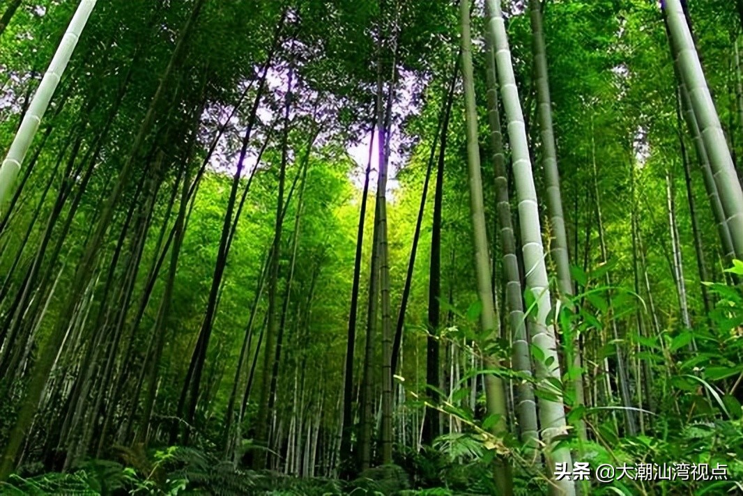 中国最美的十大森林