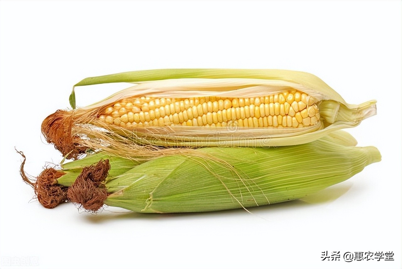 今日玉米价格多少钱一斤？还会涨吗？附：新鲜玉米和老玉米的区别