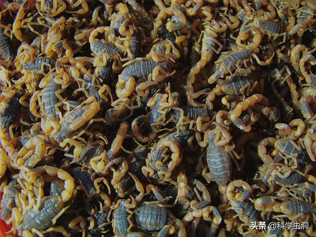 疯狂！每年吃掉100吨蝎子，多地无蝎可捉，暴利下暗藏多少隐忧？