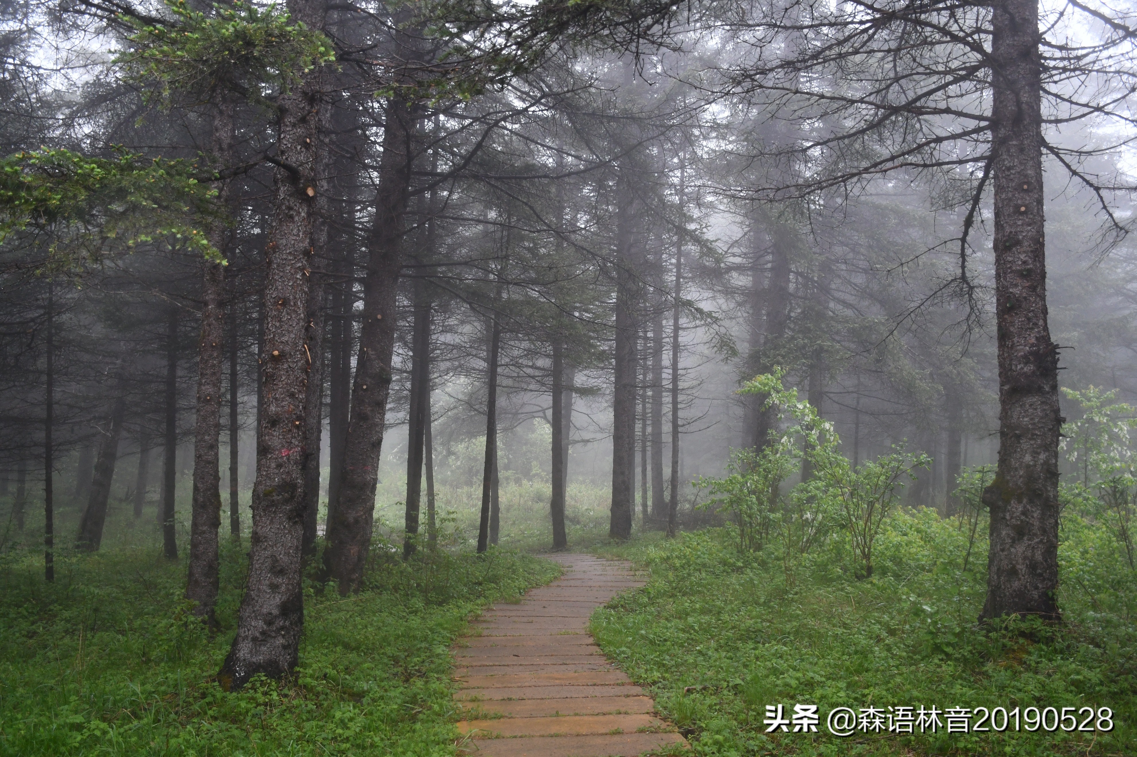 烟雨通天河 丹青水墨画——送你一个夏天“趣”通天河的理由