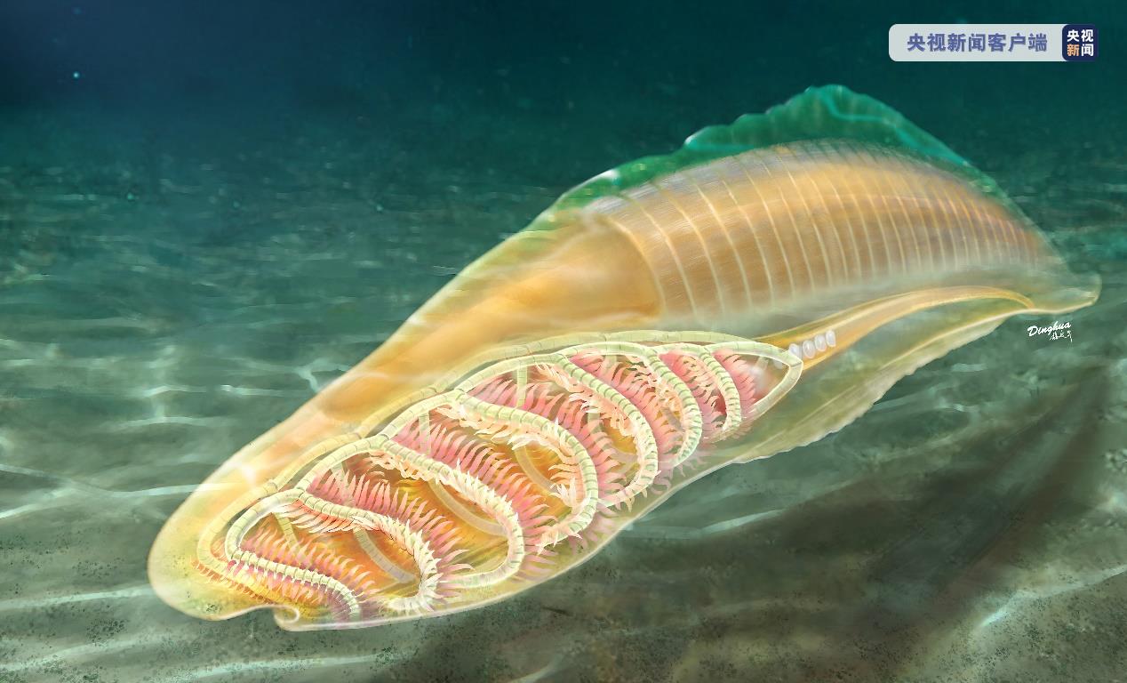 距今5.18亿年！我国科学家研究确认云南虫是最原始脊椎动物