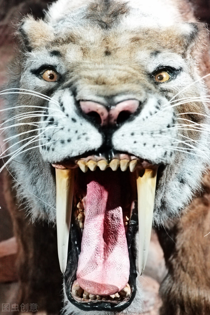 虎年说虎，十首猛虎诗词，百兽之王，亦有儿女情长