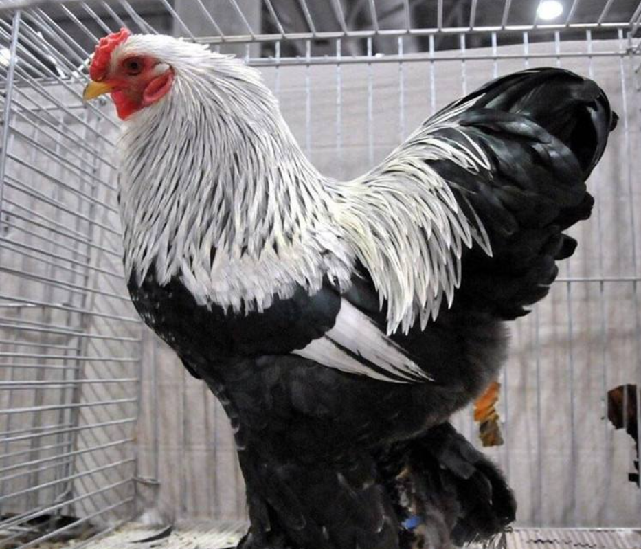 鸡中"战斗机":身高1米多,世界最大,我国育成却叫个印度名