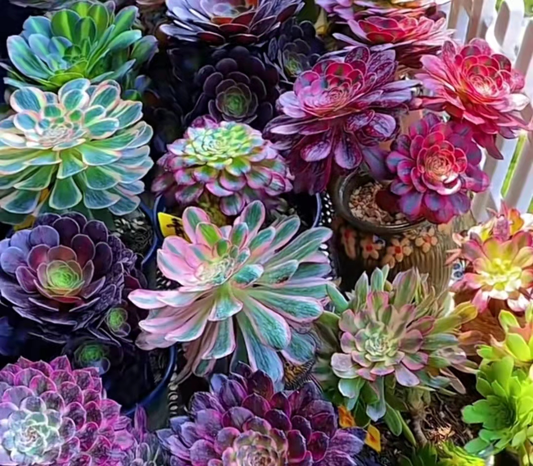 女子阳台种满100多盆法师多肉 美得像油彩画 网友 满眼皆是钱 天天看点