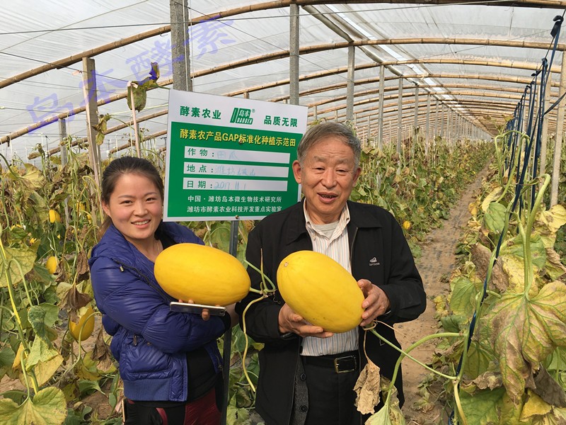 島本酵素｜微生物肥料能提高作物的抗病性能力嗎？