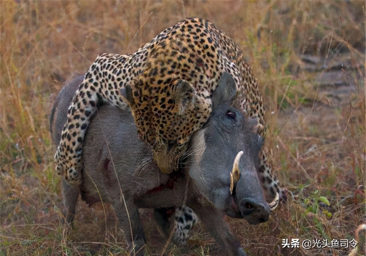 野猪的天敌主要有虎,狼,熊,猞猁,猛禽等.