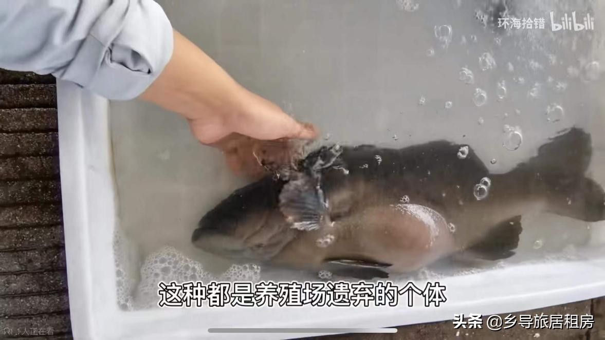 石斑魚圖片,石斑魚圖片大全 圖片高清
