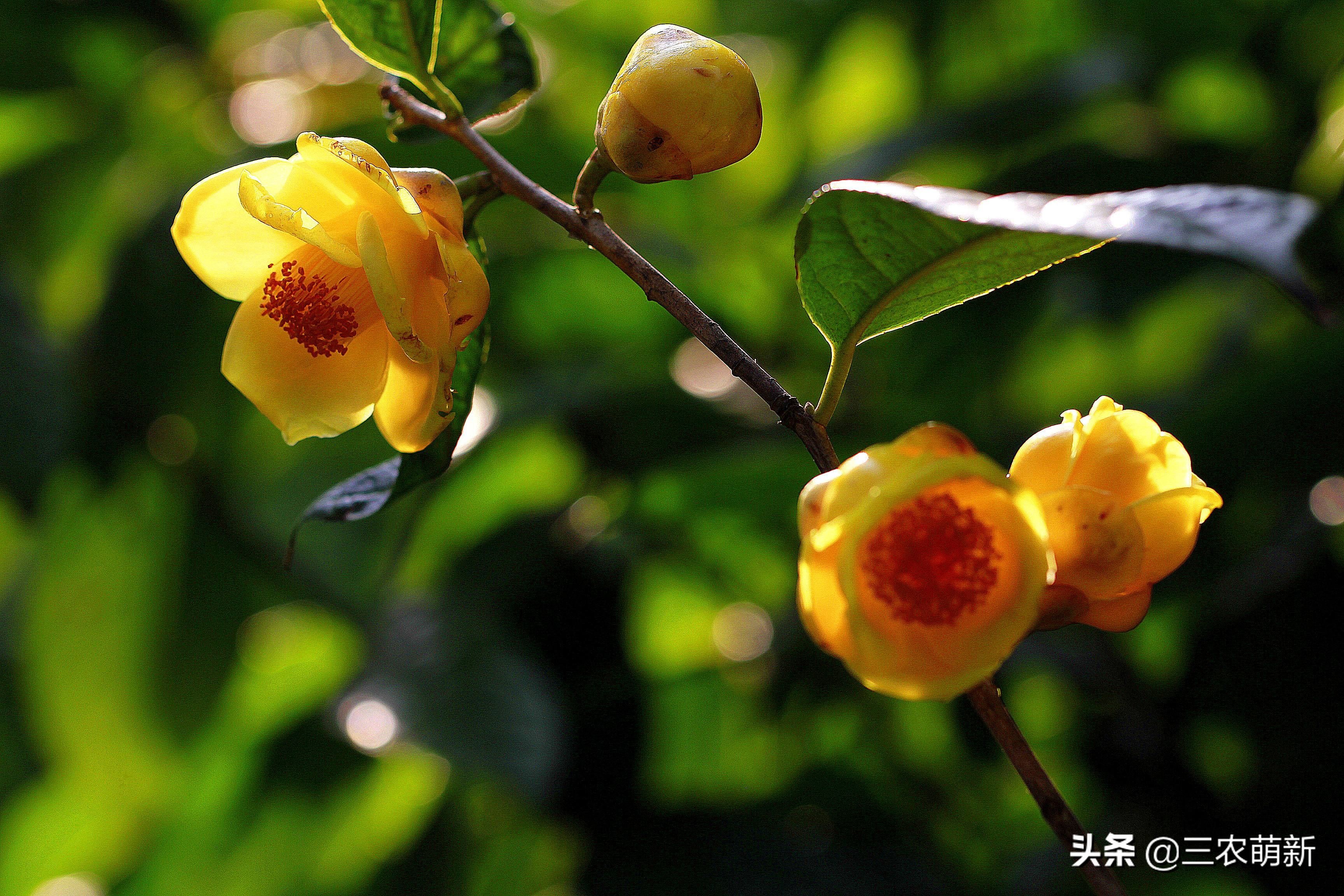 5种“珍稀花”，再漂亮也不能采挖