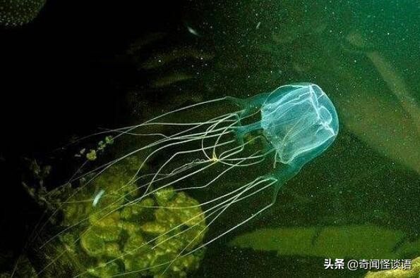 世界十大真正危险动物 大白鲨上榜，第三是海洋中的透明杀手
