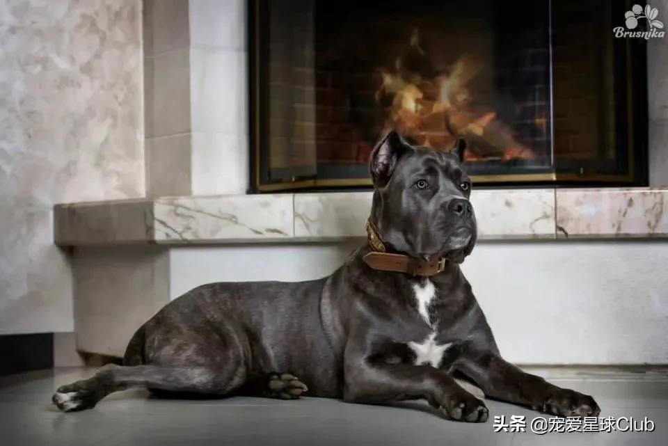 百科 | 卡斯罗,古罗马的农场护卫萌犬