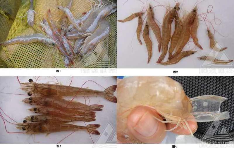 对虾养殖白斑病症状详解