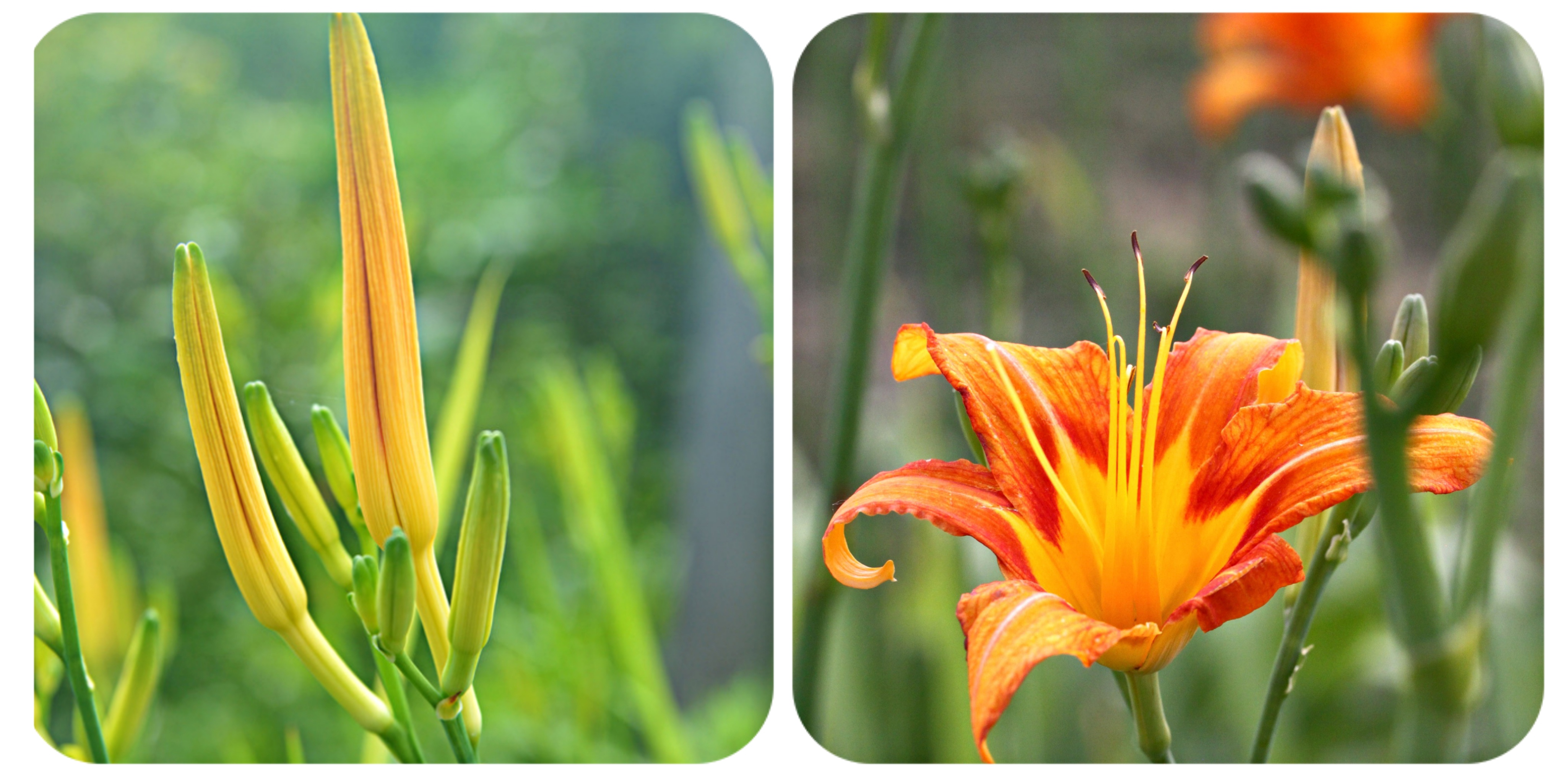 120种野菜介绍，图名并茂，快来认识一下！涨知识不吃亏
