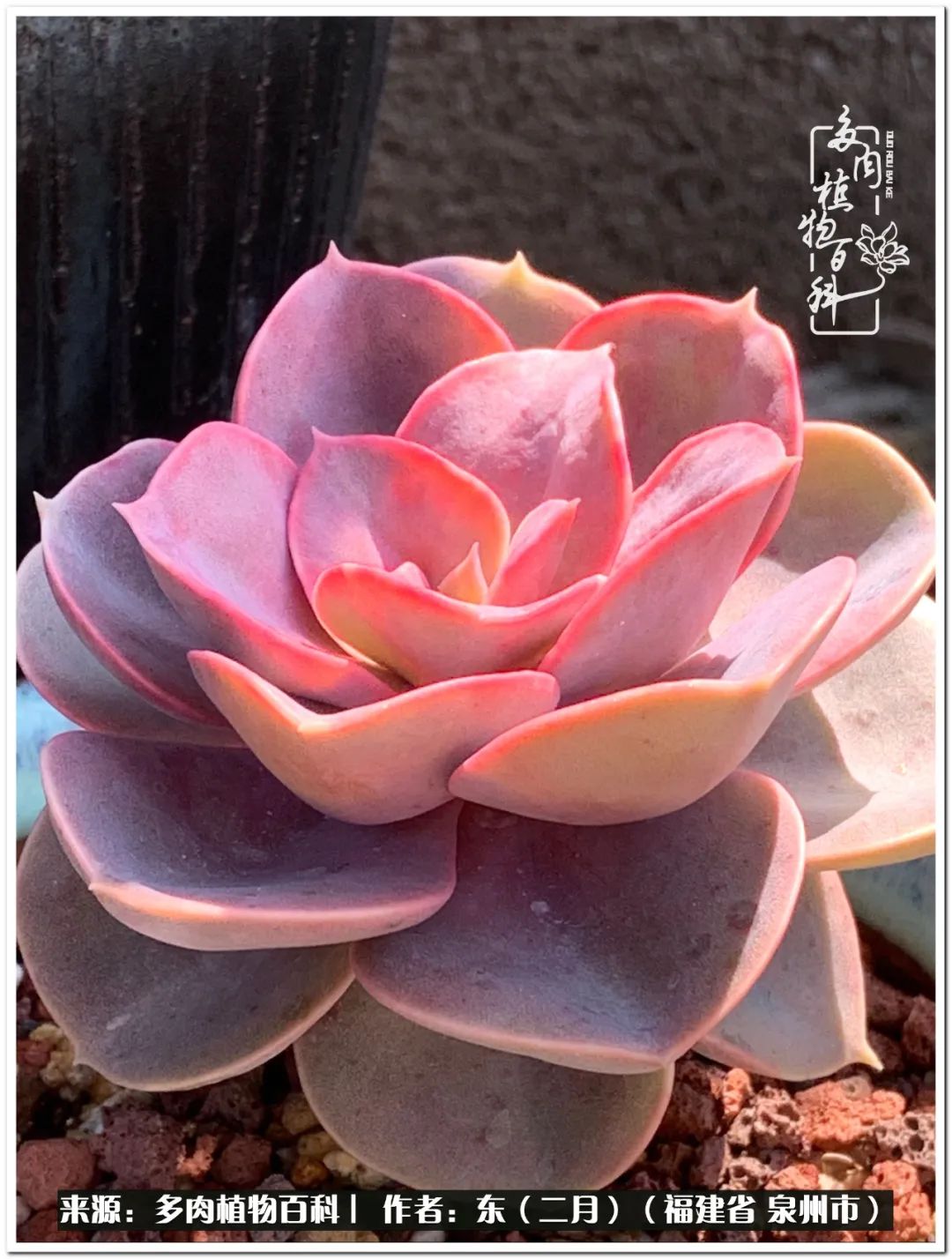 彩虹这十里桃花,现在名符其实了.凡尔赛杂,是不是有点凡尔赛?