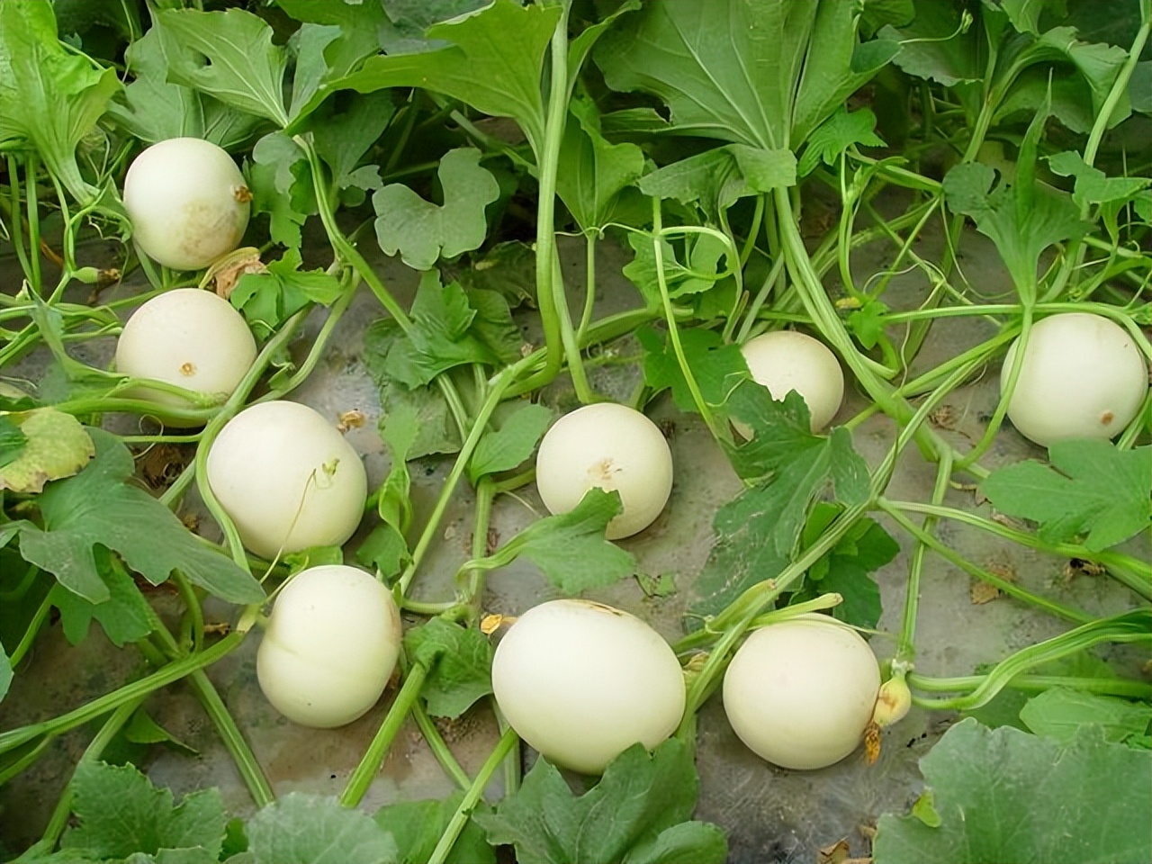 往往“老得慢”的人，多喜欢吃这4种食物，比同龄人还显得年轻