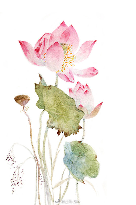 荷风莲香,史上最唯美的60句荷花古诗词(建议收藏)