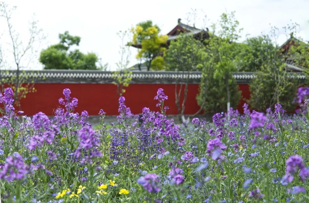 浪漫花海，赏花正当时